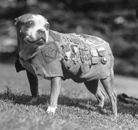 sgt stubby
