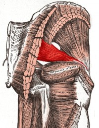 Gray's Anatomy Piriformis