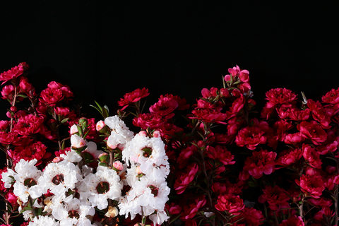 teatreedreamstime_13619429