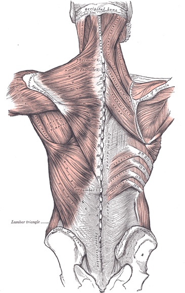 Muscles of back
